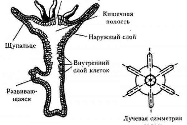 Мега ссылка drkw cc